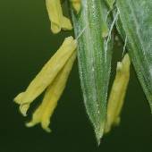 �W���Y�_�}