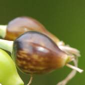 �W���Y�_�}