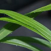 �J���W�O�T"