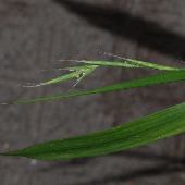 �J���W�O�T"