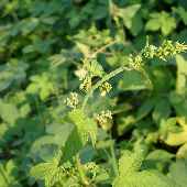 �J�i���O��"