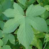 �J�i���O��"