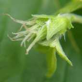 �J�i���O��"