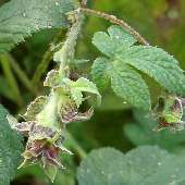 �J�i���O��"