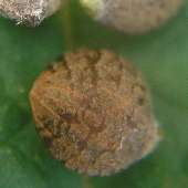 �J�i���O��"