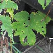 �J���n�i�\�E