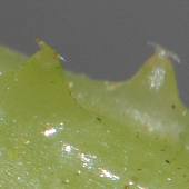 �J���n�i�\�E