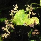 �J���n�i�\�E