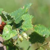 �J���n�i�\�E