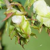 �J���n�i�\�E