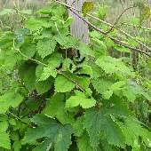 �J���n�i�\�E