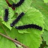 �J���n�i�\�E