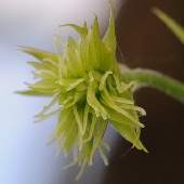 �J���n�i�\�E