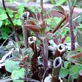 �J�����V