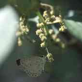 �J�����V