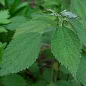 �J�����V