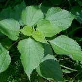 �J�����V