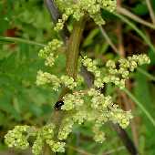 �J�����V