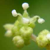 �J�����V