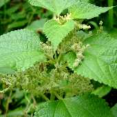 �J�����V