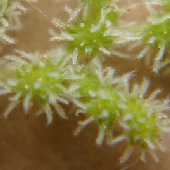 �J�����V