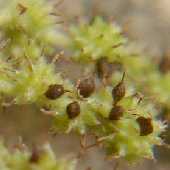 �J�����V