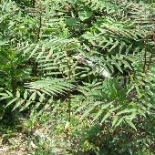 �J���X�U���V���E