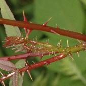 �J���X�U���V���E