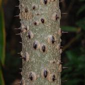 �J���X�U���V���E