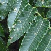 �J���X�U���V���E