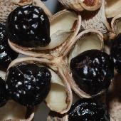 �J���X�U���V���E