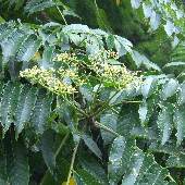 �J���X�U���V���E