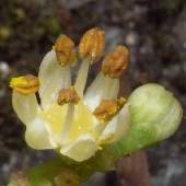 �J���X�U���V���E