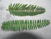 �J�����P�c���C