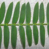 �J�����P�c���C