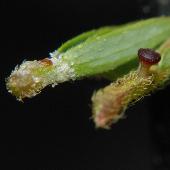 �J�����P�c���C