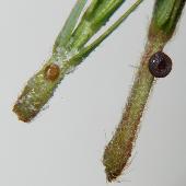 �J�����P�c���C