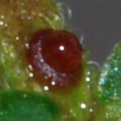 �J�����P�c���C