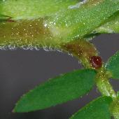 �J�����P�c���C