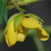 �J�����P�c���C