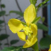 �J�����P�c���C