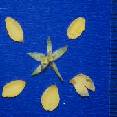 �J�����P�c���C