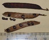 �J�����P�c���C