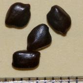 �J�����P�c���C