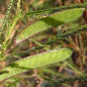 �J�����P�c���C