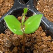 �J�����P�c���C