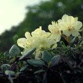 �L�o�i�V���N�i�Q