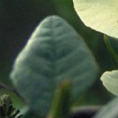 �L�o�i�V���N�i�Q