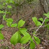 �L�r�m�N���E�����h�L