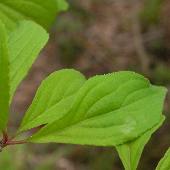 �L�r�m�N���E�����h�L